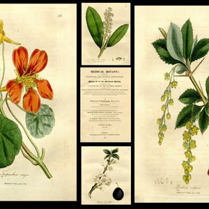Puede incluir: Una ilustraci&oacute;n bot&aacute;nica vintage que presenta tres plantas diferentes. La primera planta tiene flores grandes de color naranja y hojas verdes. La segunda planta tiene peque&ntilde;as flores blancas y hojas verdes. La tercera planta tiene flores amarillas y hojas verdes con espinas.