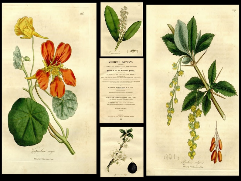 Puede incluir: Una ilustraci&oacute;n bot&aacute;nica vintage que presenta tres plantas diferentes. La primera planta tiene flores grandes de color naranja y hojas verdes. La segunda planta tiene peque&ntilde;as flores blancas y hojas verdes. La tercera planta tiene flores amarillas y hojas verdes con espinas.