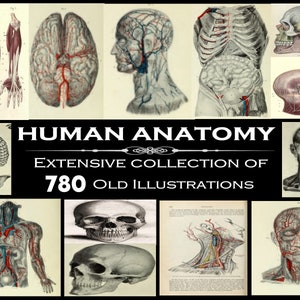 780 ILLUSTRATIES OUDE ANATOMIE - digitale collage, junk journal, efemere, scrapbooking, menselijke anatomische kunst, afdrukken, boek Rare Greys Anatomy