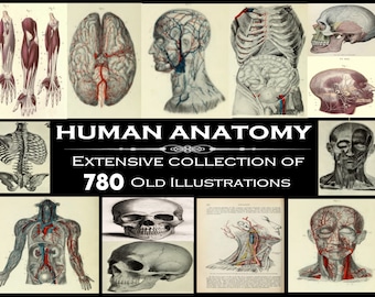 780 OLD ANATOMY ILLUSTRATIONS - digital collage, junk journal, ephemera, scrapbooking, human anatomical art, print, Rare Grays Anatomy book