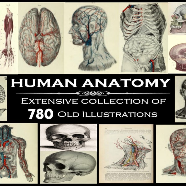 780 OLD ANATOMY ILLUSTRATIONS - digital collage, junk journal, ephemera, scrapbooking, human anatomical art, print, Rare Grays Anatomy book