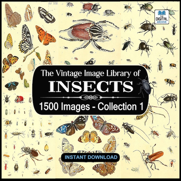 1500 Insect Images, Art, illustrations -  Ants,Bees,Butterfly,Wasp,Beetle,Bugs,Moths,Flies,Insecta,arthropod - JPG DOWNLOAD - COLLECTION 1