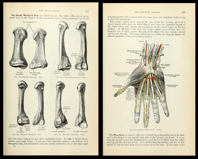 Anatomy of the Human Body by Henry Gray 1918 - Medical Practitioner