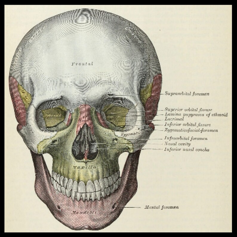 Anatomy of the Human Body by Henry Gray 1918 - Medical Practitioner