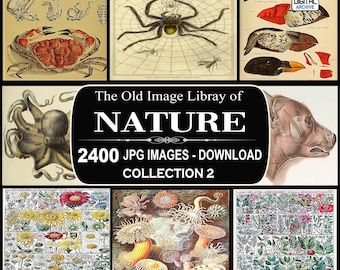 2400 ilustraciones antiguas de historia natural, animales y naturaleza - COLECCIÓN 2 - Imágenes JPG - Descarga digital instantánea