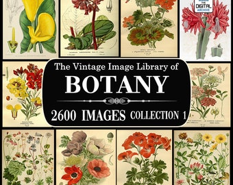 2600 BOTANY IMAGES, Vintage, Plant, Flower illustrations, Art, Botanical, Ephemera, Scrapbooking, Junk Journal, JPG, Collection 1 - Download