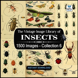 1500 Insect Images, Art, illustrations, Entomology, Ants, Bees, Butterfly, Wasp, Beetle, Bugs, Moths, Flies, - JPG DOWNLOAD - COLLECTION 6