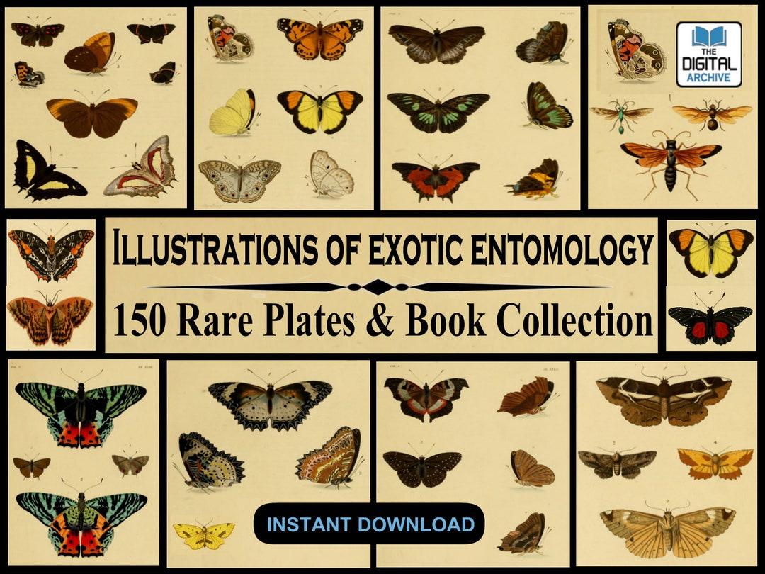150 Rare Exotic Entomology Image Illustrations & Book Collection of ...