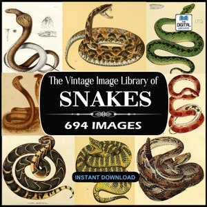 694 SNAKE IMAGE COLLECTIE, oude illustraties, cobra, ratelslang, python, adders, slangenfoto's, scrapbooking, collage - jpg download