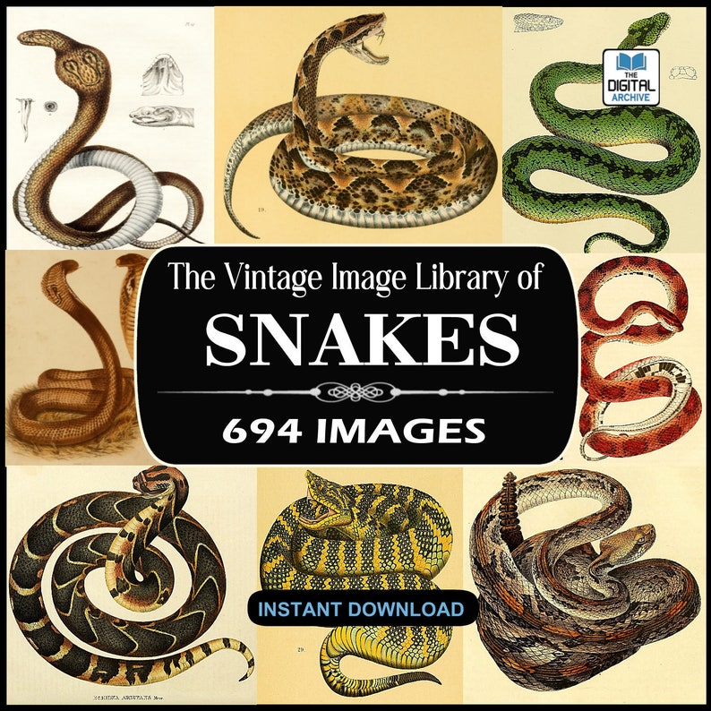 Puthon Snake Collage 694 Vintage Snake Illustrations - Cobra, Rattlesnake, Python, Vipers ...
