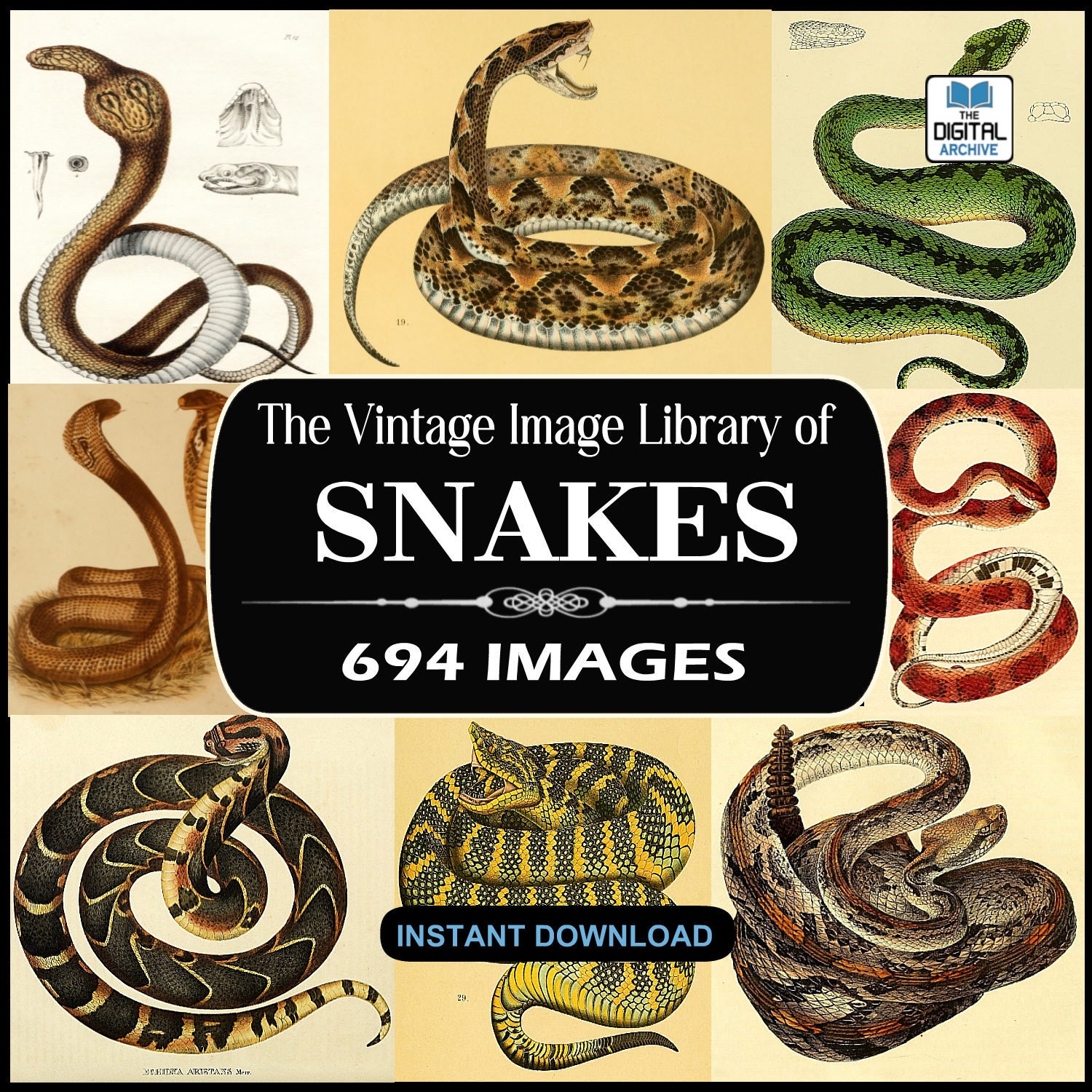 SNAKES, CROCODILES and LIZARDS　洋書　写真集 Above, a viper rearing and a rattle snake wriggling through