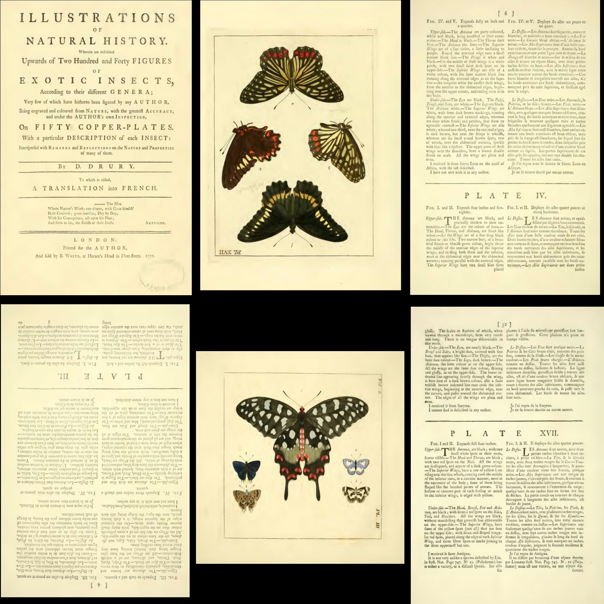 150 Rare Exotic Entomology Image Illustrations & Book Collection of ...