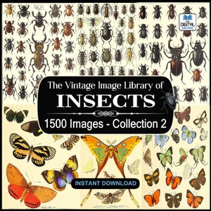 1500 Insect Images, Art, illustrations -  Ants,Bees,Butterfly,Wasp,Beetle,Bugs,Moths,Flies,Insecta,arthropod - JPG DOWNLOAD - COLLECTION 2