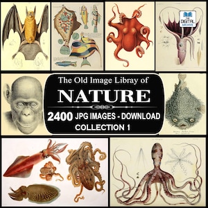 2400 NATURE IMAGES - Old Natural History illustrations, Plant, Flower, Animal, Fish, Reptiles, Scrapbooking, Junk Journal, jpg, Collection 1