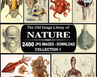 2400 NATURE IMAGES - Old Natural History illustrations, Plant, Flower, Animal, Fish, Reptiles, Scrapbooking, Junk Journal, jpg, Collection 1