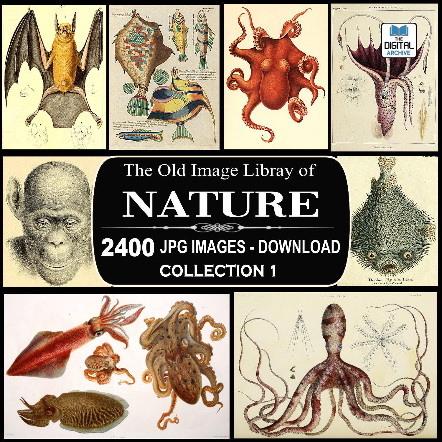 2400 NATURE IMAGES - Old Natural History illustrations, Plant, Flower, Animal, Fish, Reptiles, Scrapbooking, Junk Journal, jpg, Collection 1