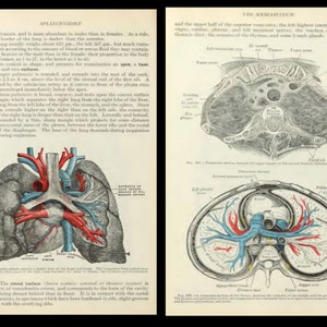 25 OLD MEDICAL BOOKS Rare Illustrated Reference Works & Textbooks Physicians, Vintage, Medicine, Surgeon, Surgery, Grays Human Anatomy image 8