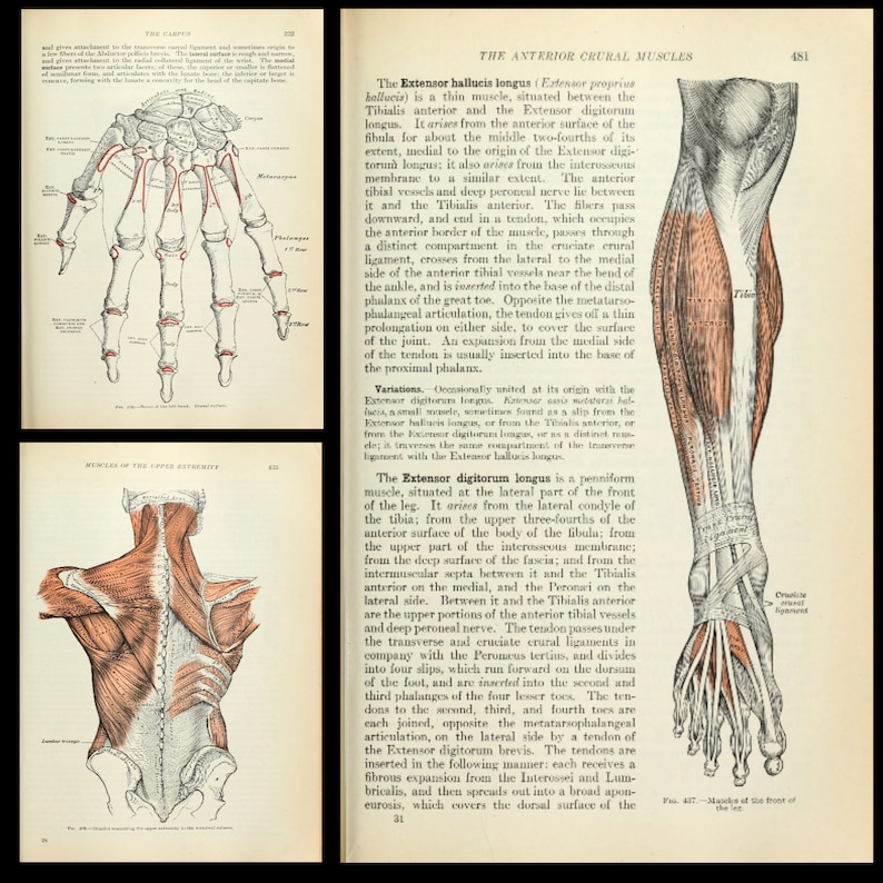 Anatomy of the Human Body by Henry Gray 1918 - Medical Practitioner