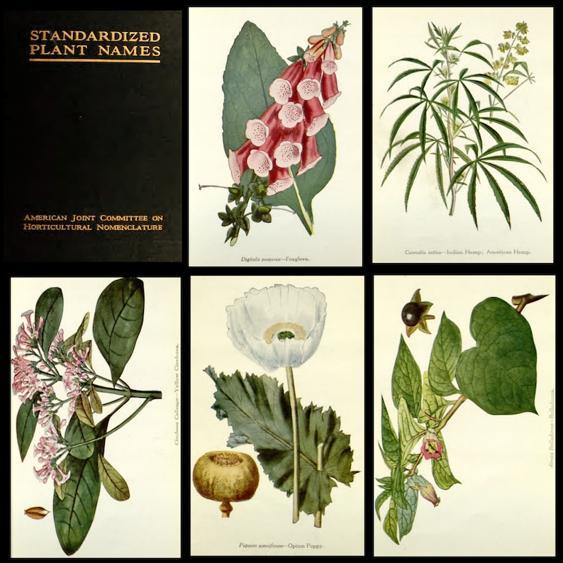 Puede incluir: Una colecci&oacute;n de seis ilustraciones bot&aacute;nicas que representan diversas plantas, incluyendo la dedalera, el c&aacute;&ntilde;amo indio, la amapola de opio, y m&aacute;s. Las ilustraciones son de estilo vintage con dibujos detallados de las plantas y sus hojas.