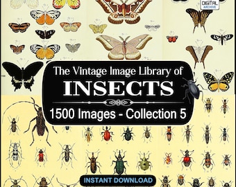 1500 Insect Images, Art, illustrations -  Ants,Bees,Butterfly,Wasp,Beetle,Bugs,Moths,Flies,Insecta,arthropod - JPG DOWNLOAD - COLLECTION 5