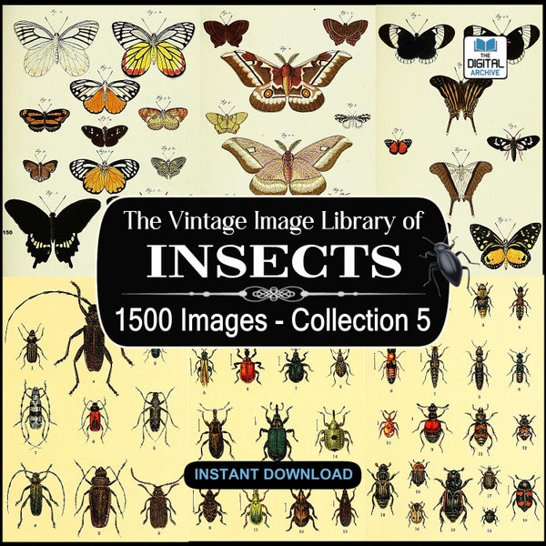 1500 Insect Images, Art, illustrations -  Ants,Bees,Butterfly,Wasp,Beetle,Bugs,Moths,Flies,Insecta,arthropod - JPG DOWNLOAD - COLLECTION 5