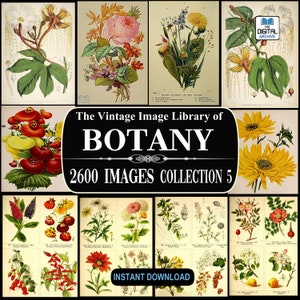 2600 BOTANY IMAGES, Vintage, Plant, Flower illustrations, Botanical, Ephemera, Scrapbooking, Junk Journal, JPG Image Collection 5 Download