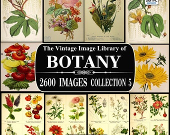 2600 BOTANY IMAGES, Vintage, Plant, Flower illustrations, Botanical, Ephemera, Scrapbooking, Junk Journal, JPG Image Collection 5 Download
