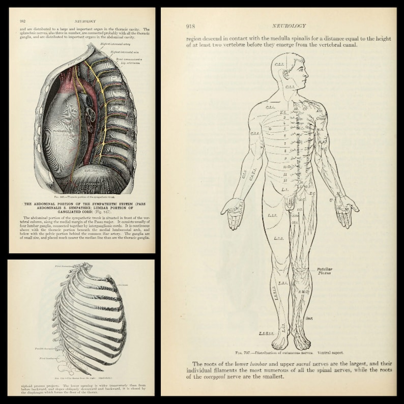 Anatomy of the Human Body by Henry Gray 1918 - Medical Practitioner