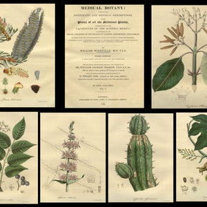 Puede incluir: Una colecci&oacute;n de seis ilustraciones bot&aacute;nicas de un libro antiguo titulado "Medical Botany: Systematic and General Descriptions, Plates of all the Medicinal Plants." El libro fue publicado en Londres por John Loudon en 1830.