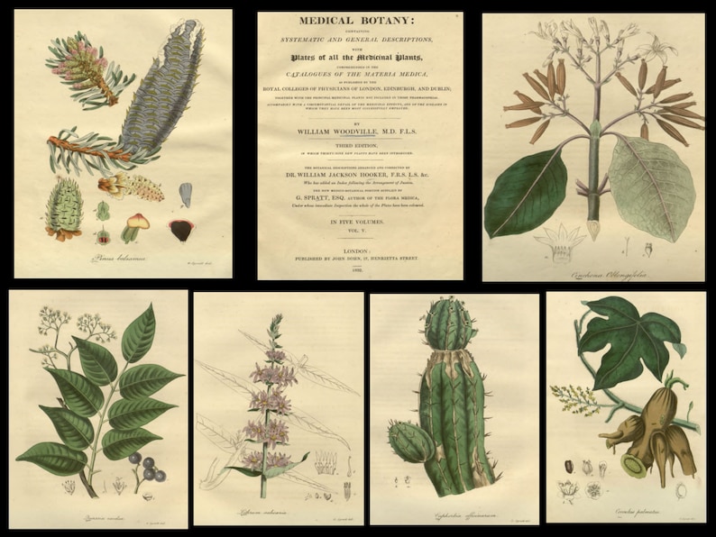 Puede incluir: Una colecci&oacute;n de seis ilustraciones bot&aacute;nicas de un libro antiguo titulado "Medical Botany: Systematic and General Descriptions, Plates of all the Medicinal Plants." El libro fue publicado en Londres por John Loudon en 1830.