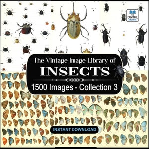 1500 insectenafbeeldingen, kunst, illustraties - mieren, bijen, vlinders, wesp, kever, insecten, vlinders, vliegen, insecten, geleedpotigen - JPG DOWNLOAD - COLLECTIE 3