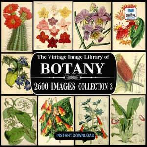 2600 BOTANY IMAGES, Vintage, Plant, Flower illustrations, Art, Botanical, Ephemera, Scrapbooking, Junk Journal, JPG, Collection 3 - Download