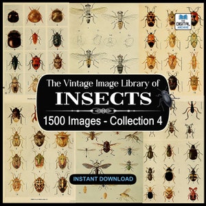 1500 Insect Images, Photos, Art, illustrations -  Ants,Bees,Butterfly,Wasp,Beetle,Bugs,Moths,Flies,arthropod - JPG DOWNLOAD - COLLECTION 4