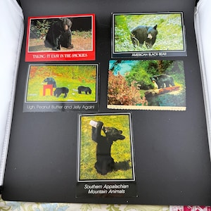 Lot de 5 cartes postales vintage Ours noir