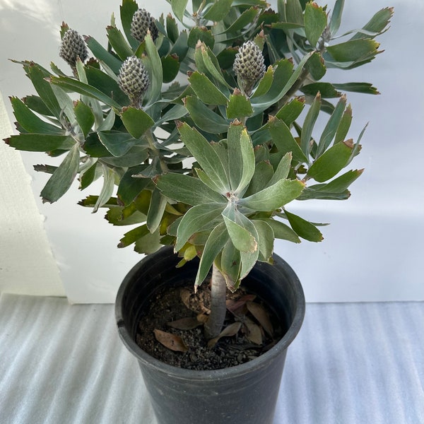 Leucospermum Cordifolium “Veldfire” (pincushion plant) live plant in 5 gallon pot