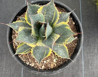 Agave Parrasana 