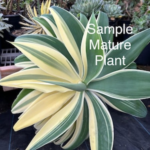 Agave attennuata Ray of light in gallon size pot