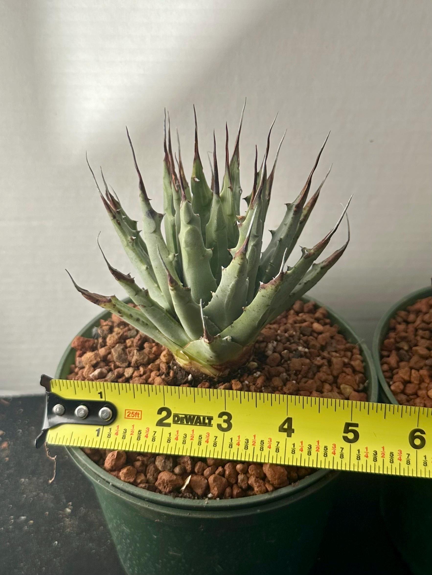 アガベ HIDDEN AGAVE　ジェレミー　実生 アガベ HIDDEN AGAVE ジェレミー 実生 【公式通販】
