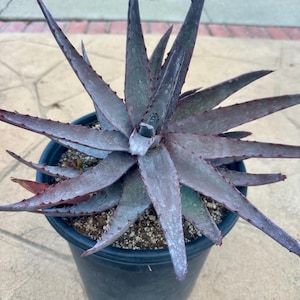 May include: A succulent plant with long, pointed, dark purple and greyish-green leaves arranged in a star-like rosette pattern. The leaves feature small, sharp, reddish-brown teeth along their edges and are planted in a simple black plastic pot.
