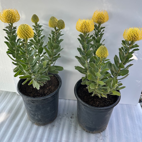 Leucospermum Cordifolium “High Gold” live plant in 5 gallon pot