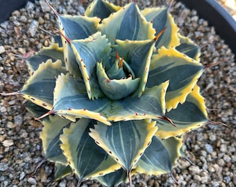 Agave Potatorum “ikari Raijin Nishiki”