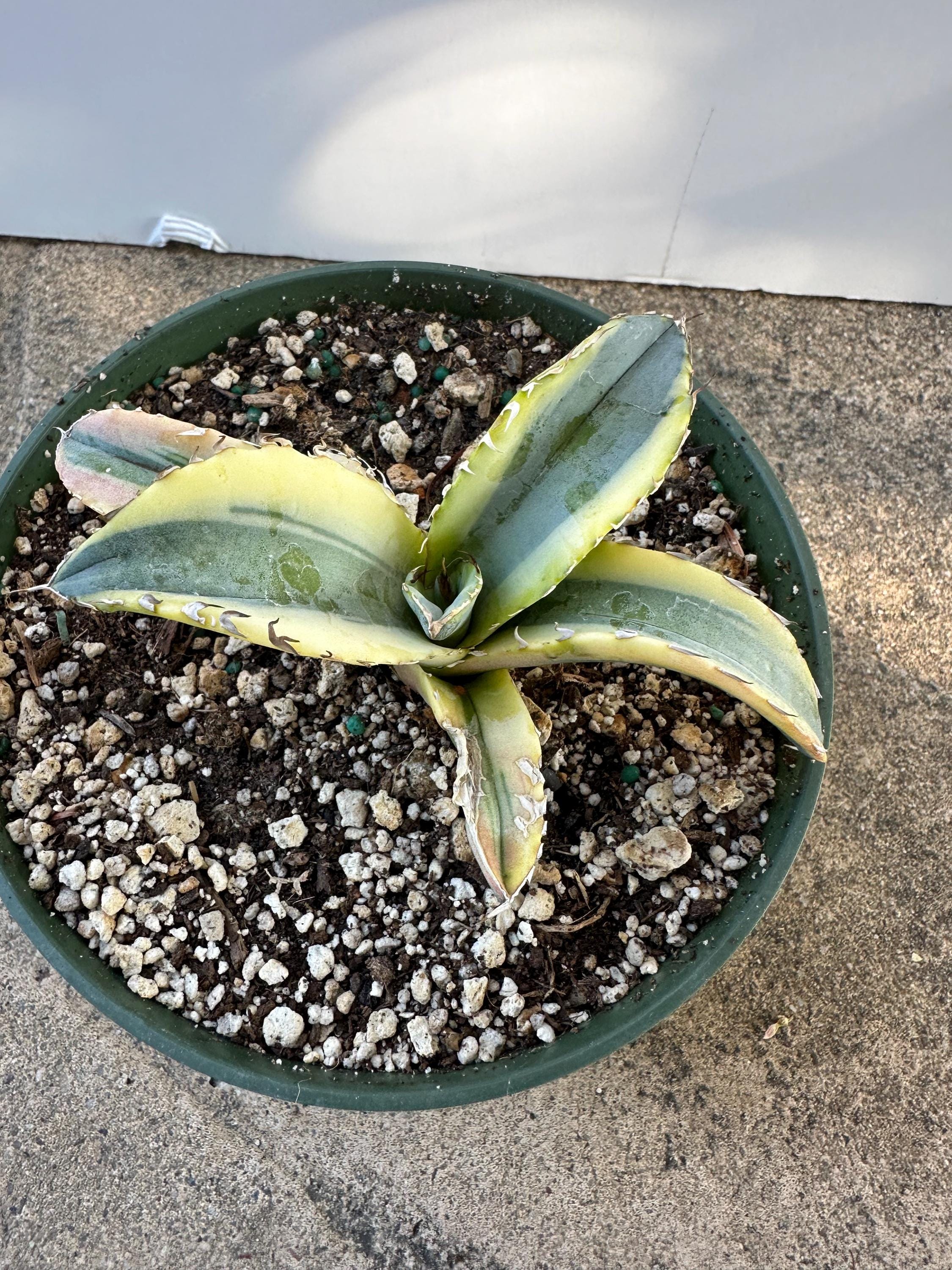 ① レア Agave titanota f.variegata アガベ チタノタ錦 (曙斑 ① レア Agave titanota f.variegata アガベ チタノタ錦 (曙斑