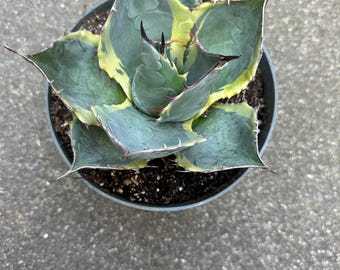 Agave Cornelius - アガベ・コーネリアス- 美國波浪黃覆輪- 龍舌蘭専門