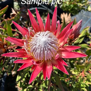 King Protea Plant Live - Etsy