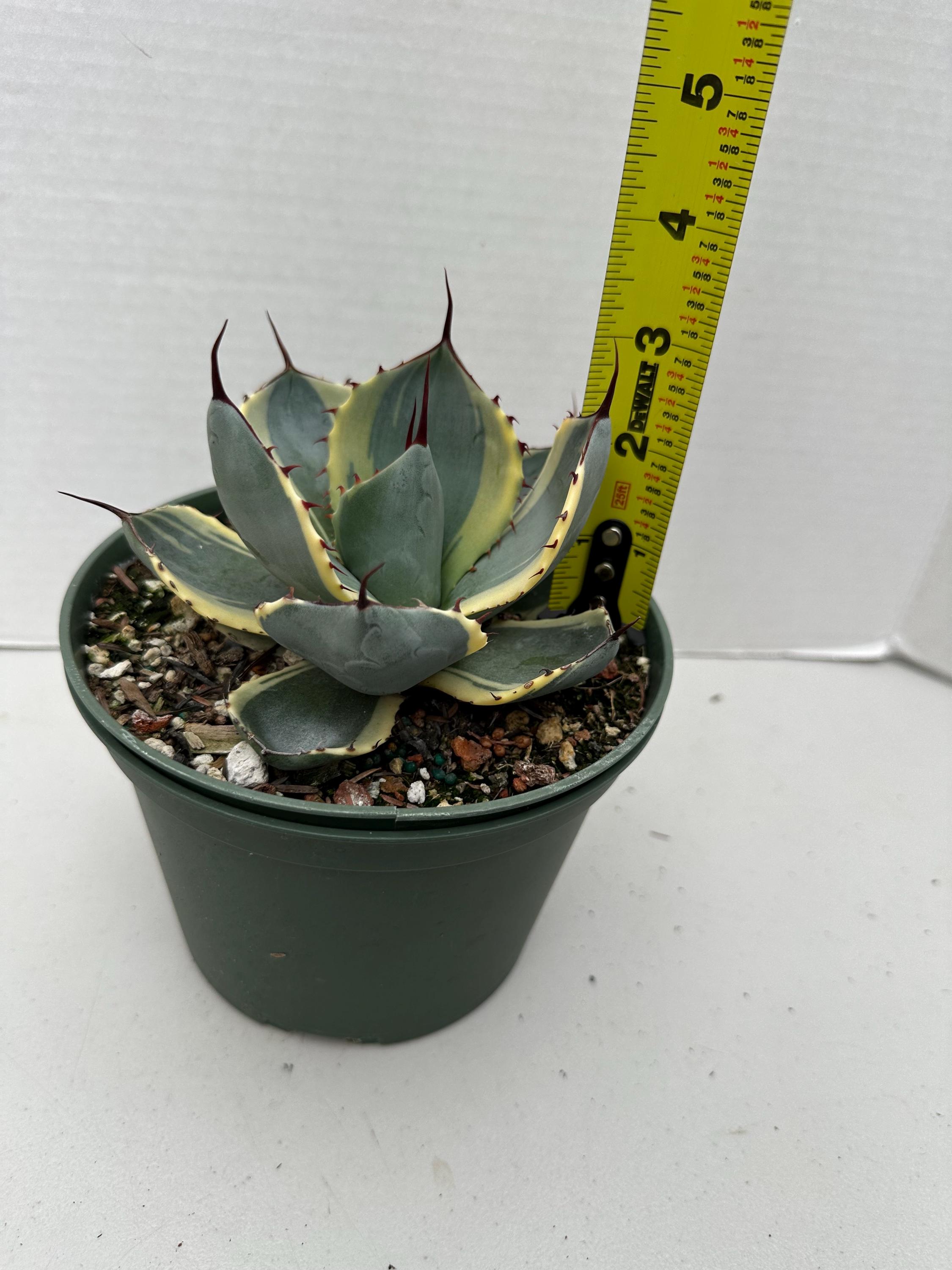 Agave Parryi Truncata Variegated “orizaba “ - Etsy Israel