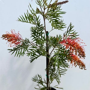 May include: A potted Grevillea plant with green, fern-like leaves and clusters of orange-red flowers. The plant is in a black pot against a white background. The flowers have a unique, spidery appearance.