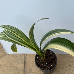 knstliche bambuspflanze Knstlicher Bambusbaum 150 cm