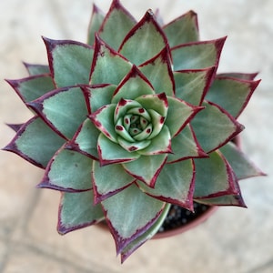 Echevaria Ebony large size 10 inch wide