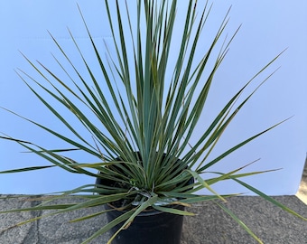 Sansevieria Trifasciata Hahnii Silver Zebra B/ Sansevieria Silver