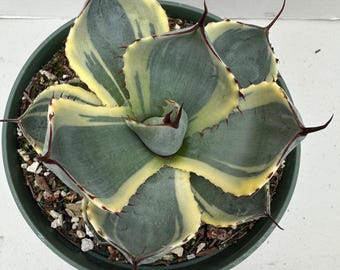 Agave Parryi Truncata 'orizaba' - アガベ パリー トランカタ